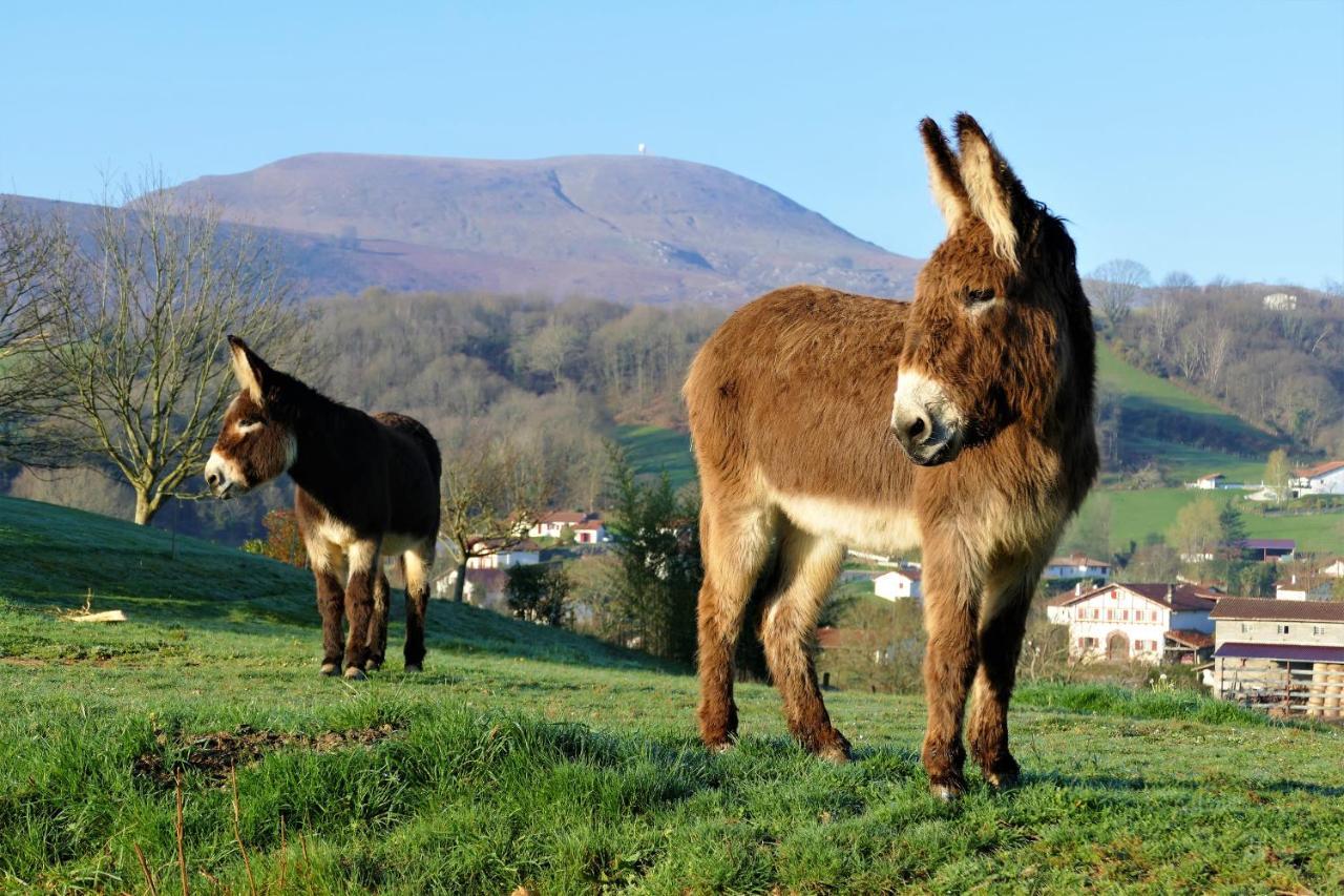 Baskoparadis I Eco-Gites I Calme I Vue I Anes I Jardin I Montagne I Nature Louhossoa Zewnętrze zdjęcie