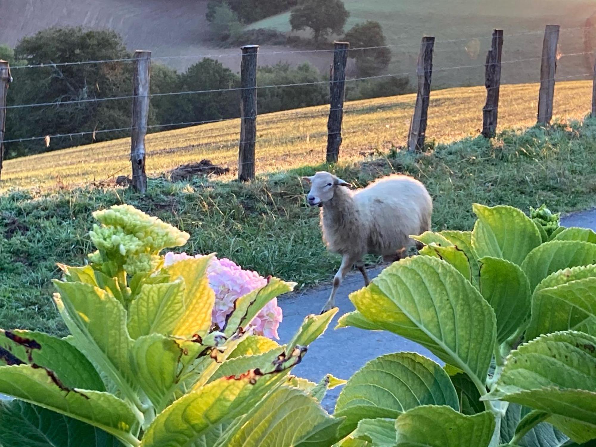Baskoparadis I Eco-Gites I Calme I Vue I Anes I Jardin I Montagne I Nature Louhossoa Zewnętrze zdjęcie